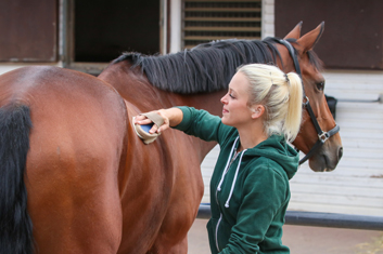 Discover how to give your horse a massage