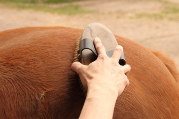 Why Does Your Horse Require Equine Sports Massage Right Now?