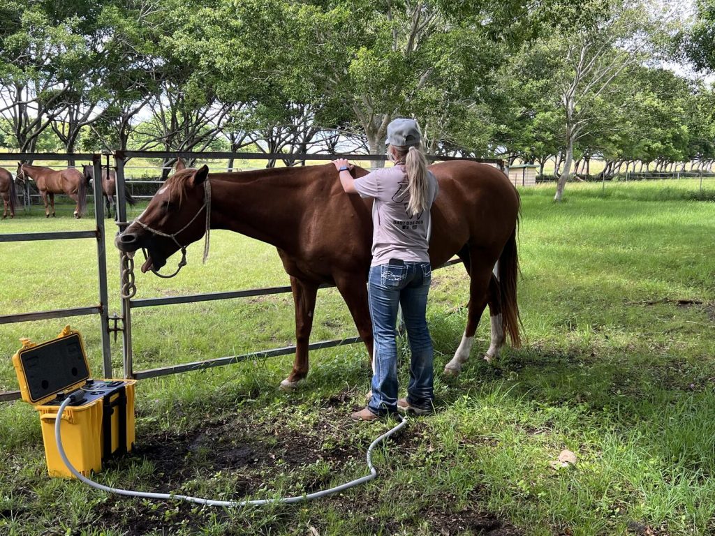 Kassandra Johnson(All In One Equine)